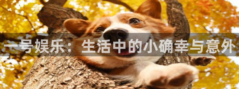 辉达娱乐官网：一号娱乐：生活中的小确幸与意外