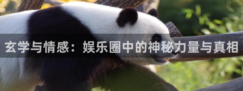辉达平台：玄学与情感：娱乐圈中的神秘力量与真相